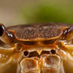 Primo piano di Potamon fluviatile - Foto F. Crovetto